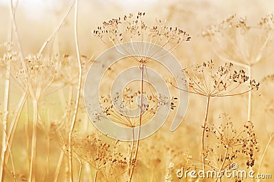 Dry dill plant on field Stock Photo