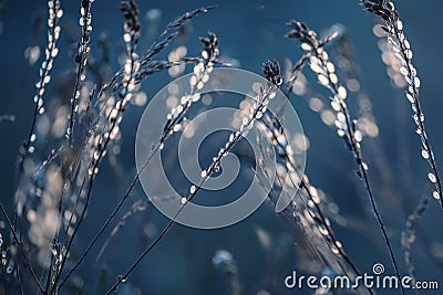 Dry dried flowers glowing in the sun Stock Photo