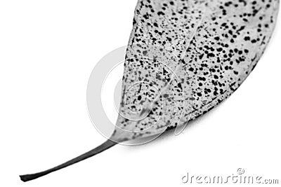 Dry eucalyptus leave on white background Stock Photo