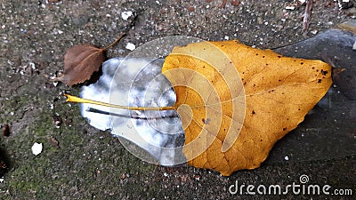 Dry fall leaf is laying atop a piece of broken glass Stock Photo