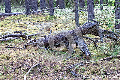 Dry fallen dried dead tree snag on the moss on coniferous forest background Stock Photo