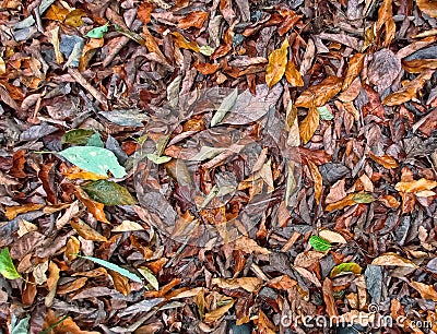 Dry fallen leaves on avocado plantation Stock Photo