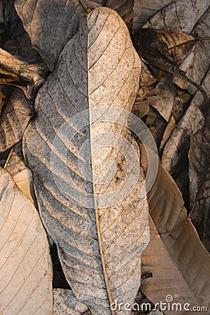 Dry fallen leaves Stock Photo