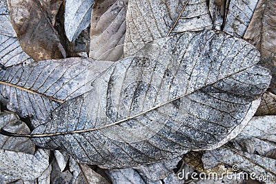 decayed fallen leaves Stock Photo