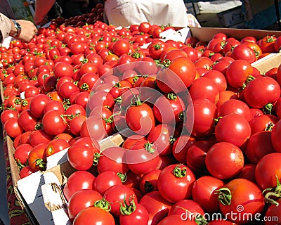 Dry farmed early girl tomatoes Stock Photo