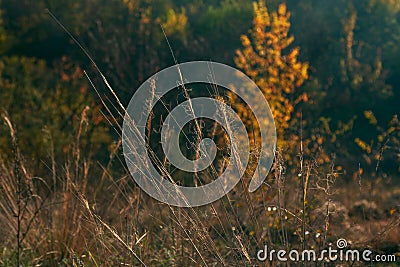 Dry feather or stipa grass on the meadow Stock Photo