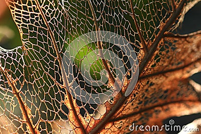 Dry fern Stock Photo