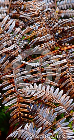 Dry fern leaf in the forest Stock Photo