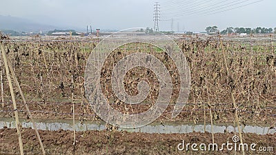 Dry field in cikancung Stock Photo