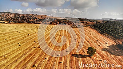 Dry field in a hot summer day Stock Photo