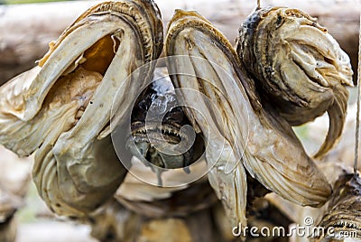 Dry fish heads Stock Photo