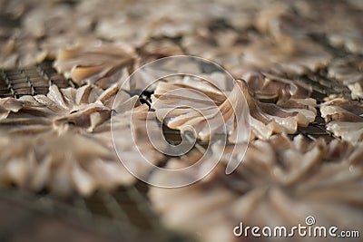 Dry fish 5 Stock Photo