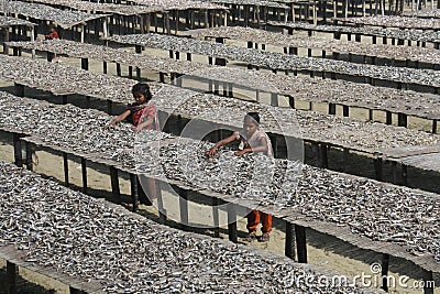 Dry fish village in Coxs Bazar, Bangladesh Editorial Stock Photo