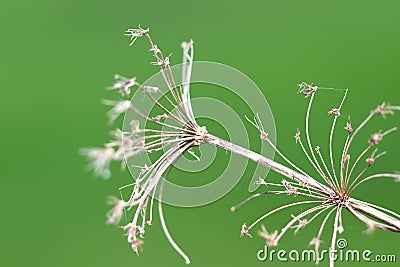 Dry flower against green background Stock Photo