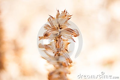 Dry flower on blurred background Stock Photo