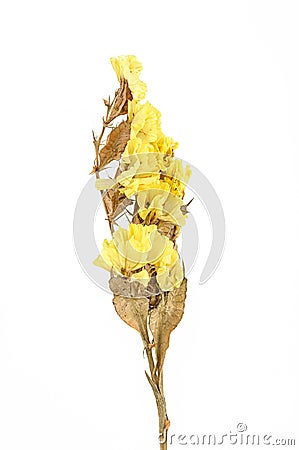Dry flower isolated Stock Photo