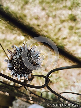 Dry flower, sunny weather, summer photo Stock Photo