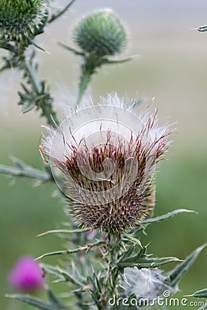 Dry flower thistles Stock Photo