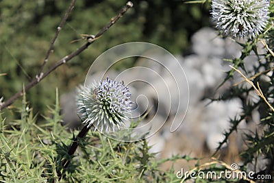 Dry flowers in Priene ruins of an ancient antique city Stock Photo