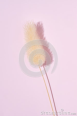 Dry fluffy bunny tails grass on pink background. Lagurus Ovatus flowers poster, Floral card Stock Photo
