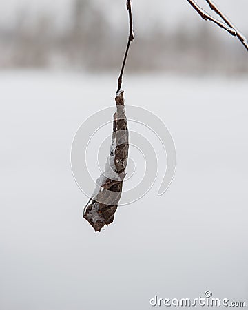 Dry foliage covered with snow and ice Stock Photo