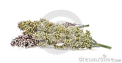 Dry and fresh sorghum isolated on white background Stock Photo