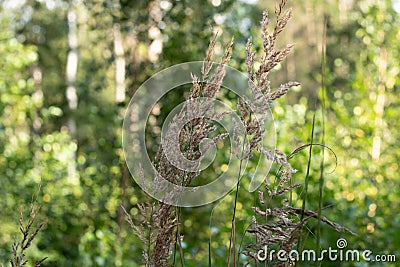 Dry furry panicles of Calamagrostis Ground Calamagrostis epigeios in a meadow with a copy space Stock Photo