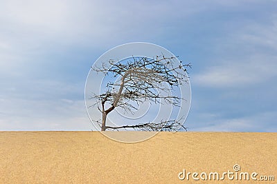 Dry gnarled pine tree on a sand dune under a blue sky Stock Photo