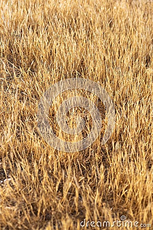 dry golden grass full frame texture Stock Photo