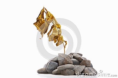 Dry golden plant on rock Stock Photo