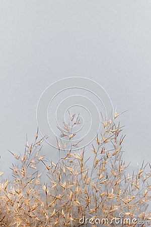 Dry golden reeds on a gray background. Trendy pampas grass Stock Photo