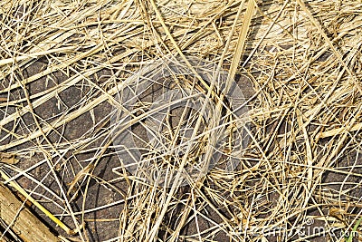 Dry grass background abstract texture Stock Photo