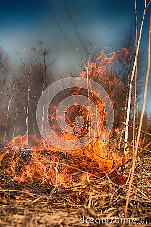 Dry grass blazes among bushes, fire in bushes area Stock Photo