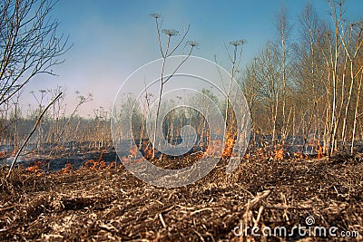 Dry grass blazes among bushes, fire in bushes area Stock Photo