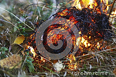 Dry grass is burning Stock Photo