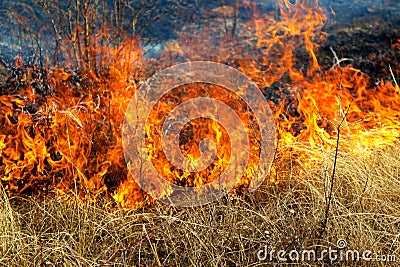 Dry grass burning in the forest Stock Photo