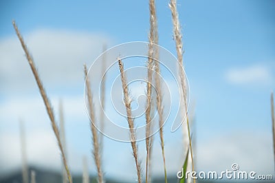 Dry grass Stock Photo