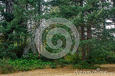 dry grass and a dead by pine trees and ivy Stock Photo