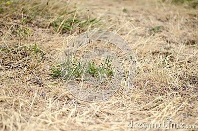 Dry grass Stock Photo