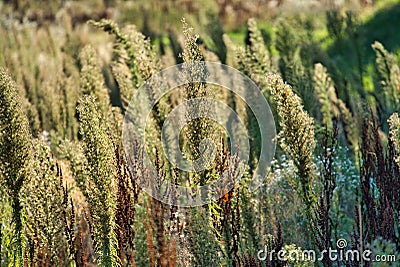 dry grass Stock Photo