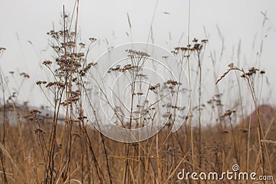 Dry grass in the field. Autumn nature. Reeds in the meadow. Nature in details. Agriculture and farming concept. Stock Photo