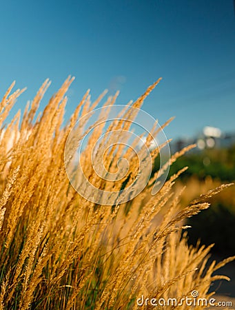 Dry grass on the field. Fluffy spikelets of dry grass. Blades of grass sway in the wind. Spikelets, panicles of dry grass. Close-u Stock Photo