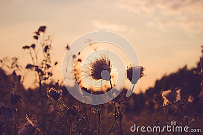 Dry Grass field at sunset or sunrise, grass flowers with rim of Stock Photo