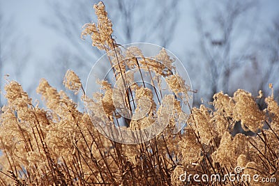 Dry grass flowers plant, meadow winter background Stock Photo