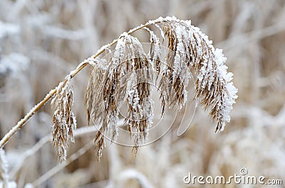 Dry grass in frost Stock Photo