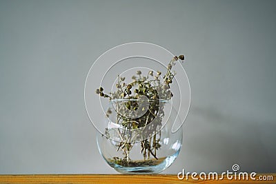 dry grass in a glass vase. Stock Photo