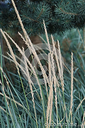 Dry grass on the background of green young pine Stock Photo