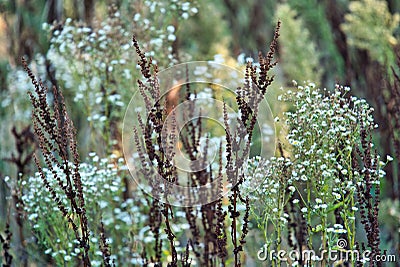 dry grass Stock Photo