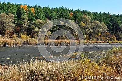 Dry grass on the sandy banks of withered pond, reeds, pine forest on a hill, sunny blue sky Stock Photo