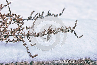 Dry grass in the snow Stock Photo